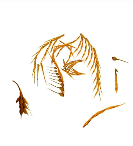 Creation of Dragon Harvest: Step 1